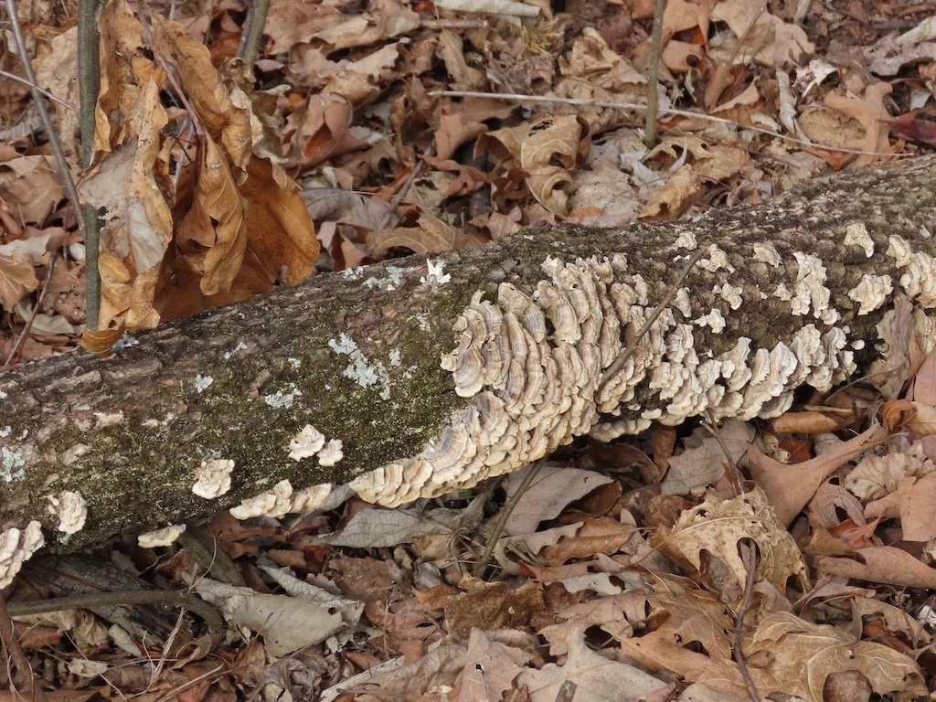 IMG_8336 2026 02.jPG