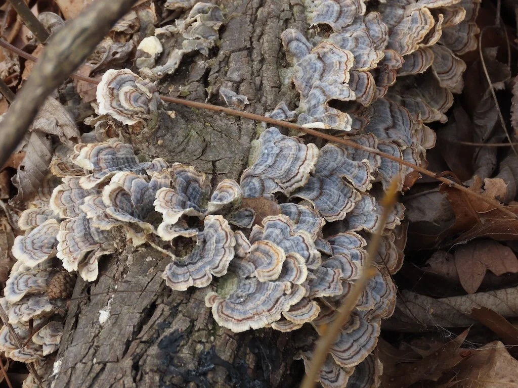 IMG_8338 2026 02.jPG