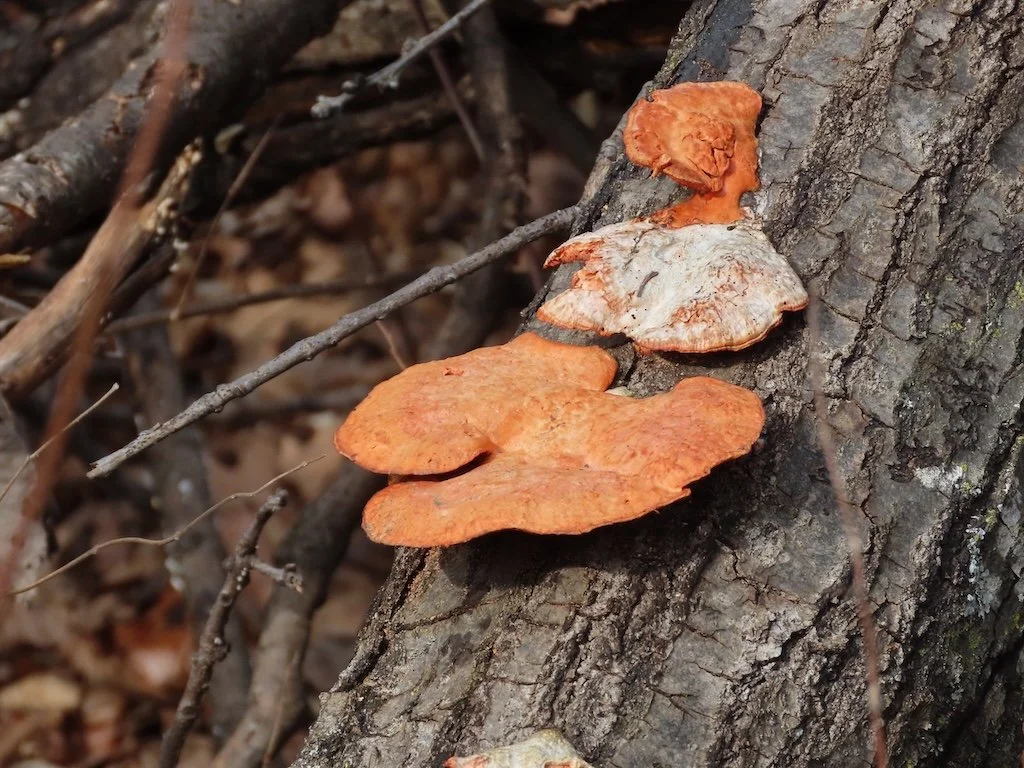 IMG_8340 2026 02.jPG