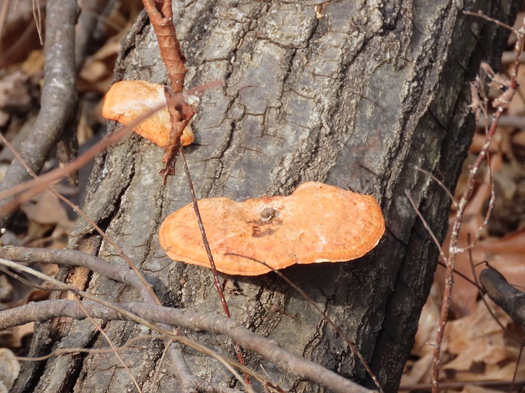 IMG_8343 2026 02.jPG