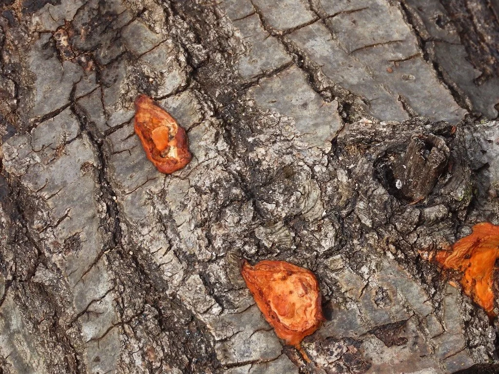 IMG_8345 2026 02.jPG