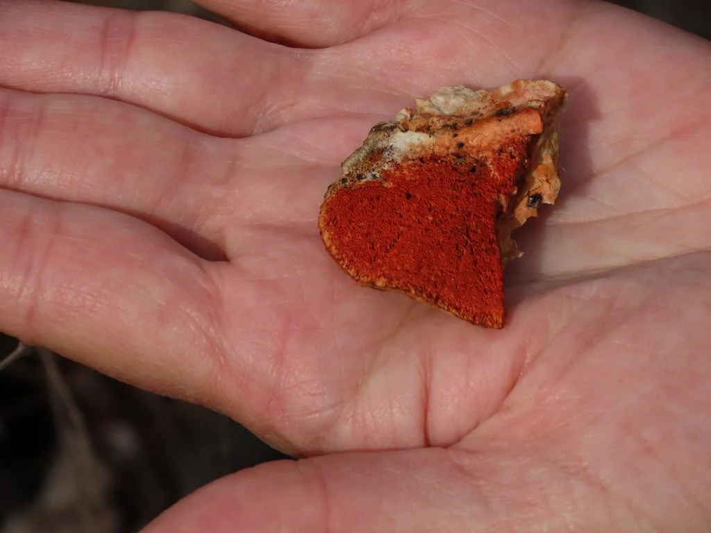 IMG_8349 2026 02.jPG