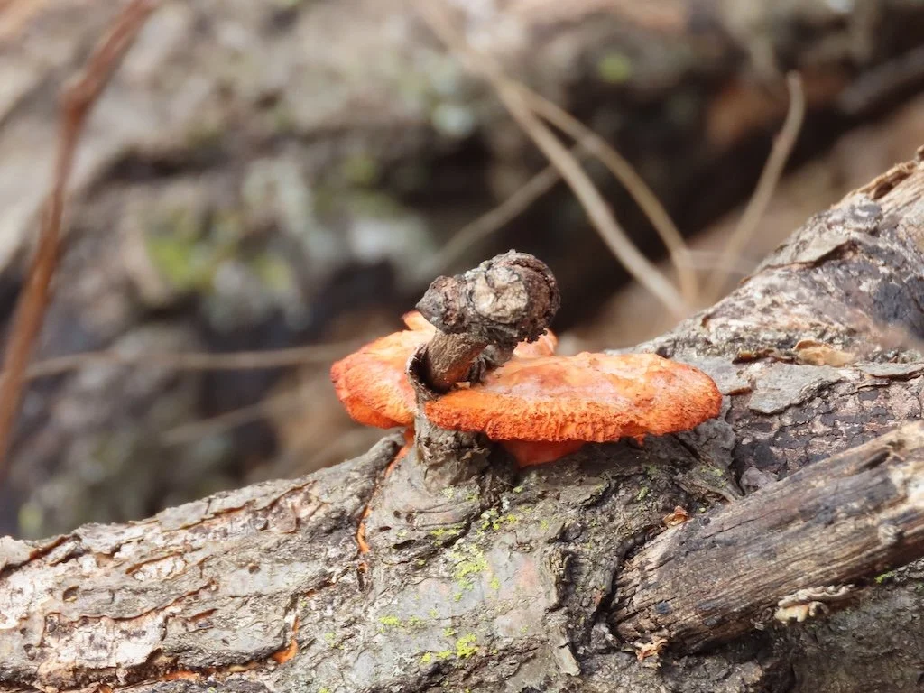 IMG_8352 2026 02.jPG