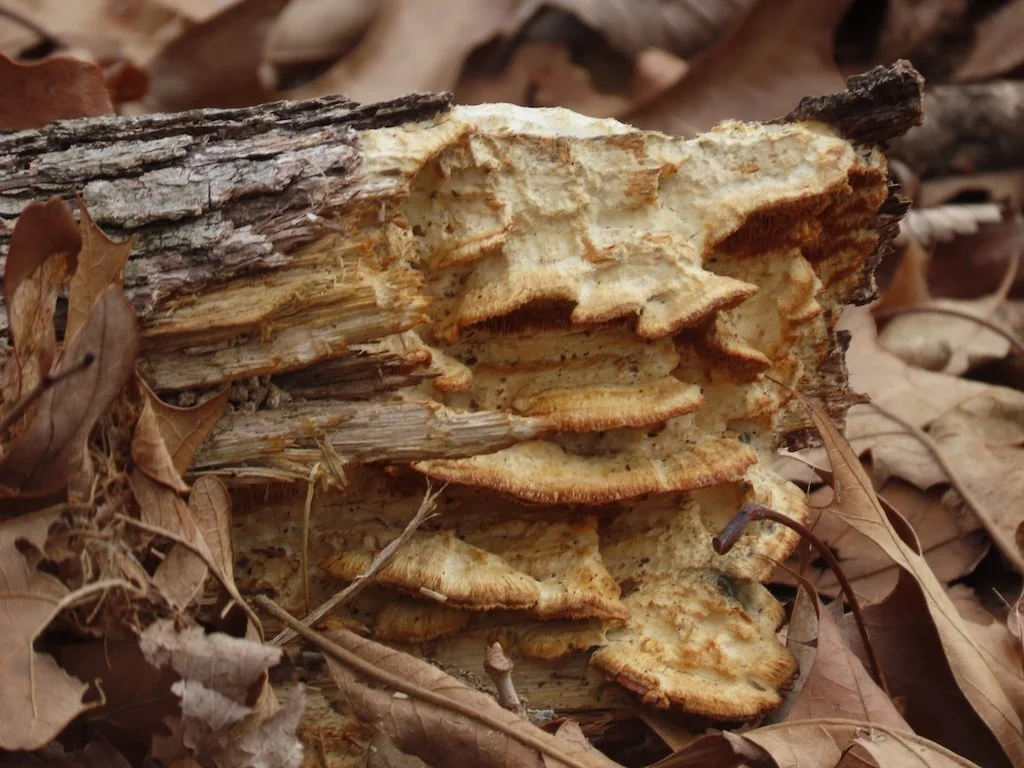 IMG_8361 2026 02.jPG