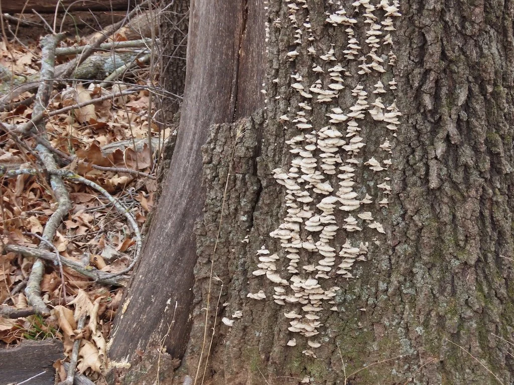 IMG_8375 2026 02.jPG