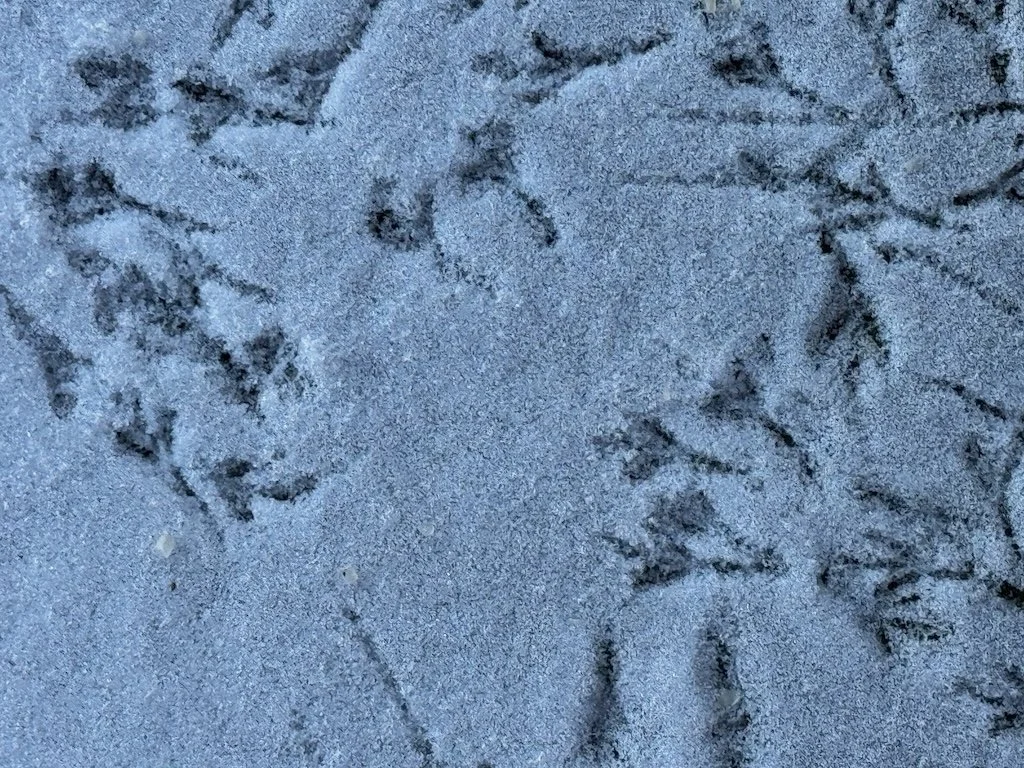 IMG_1318 2026 01.jpeg