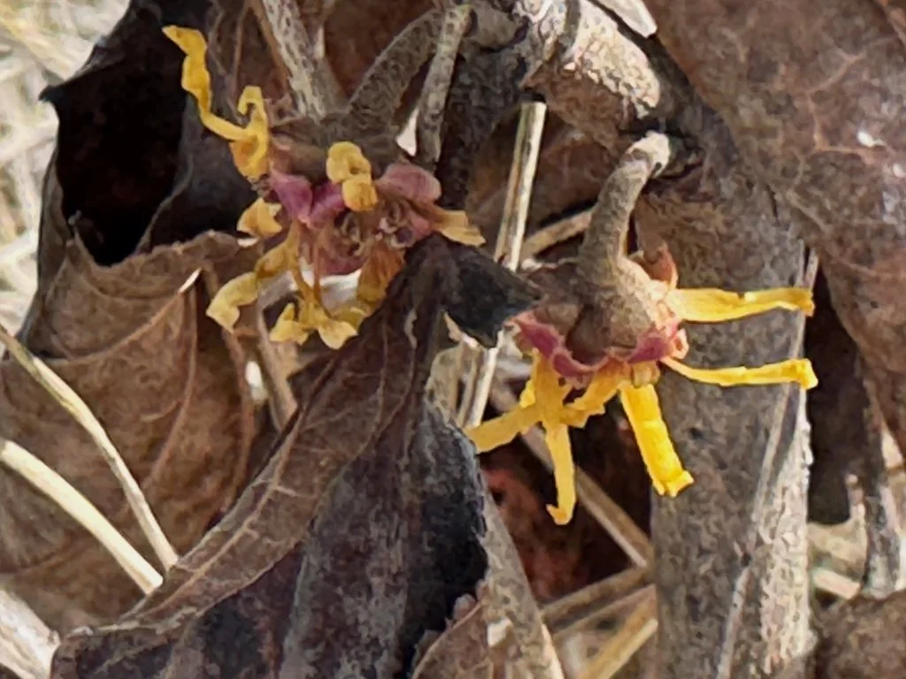 IMG_1382 2026 02.jpeg