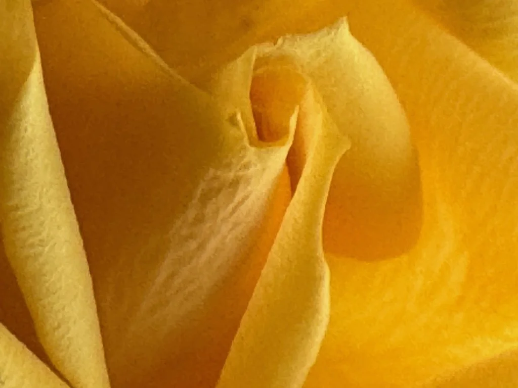 IMG_1464 2026 02.jpeg