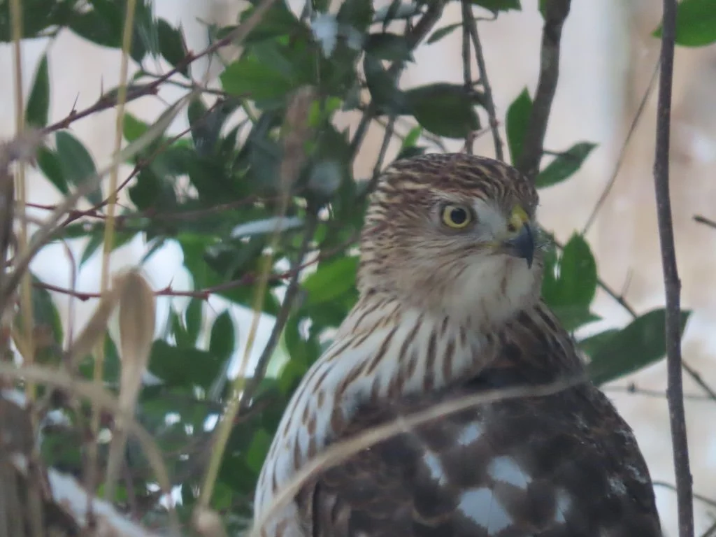 IMG_8033 2026 01.jPG