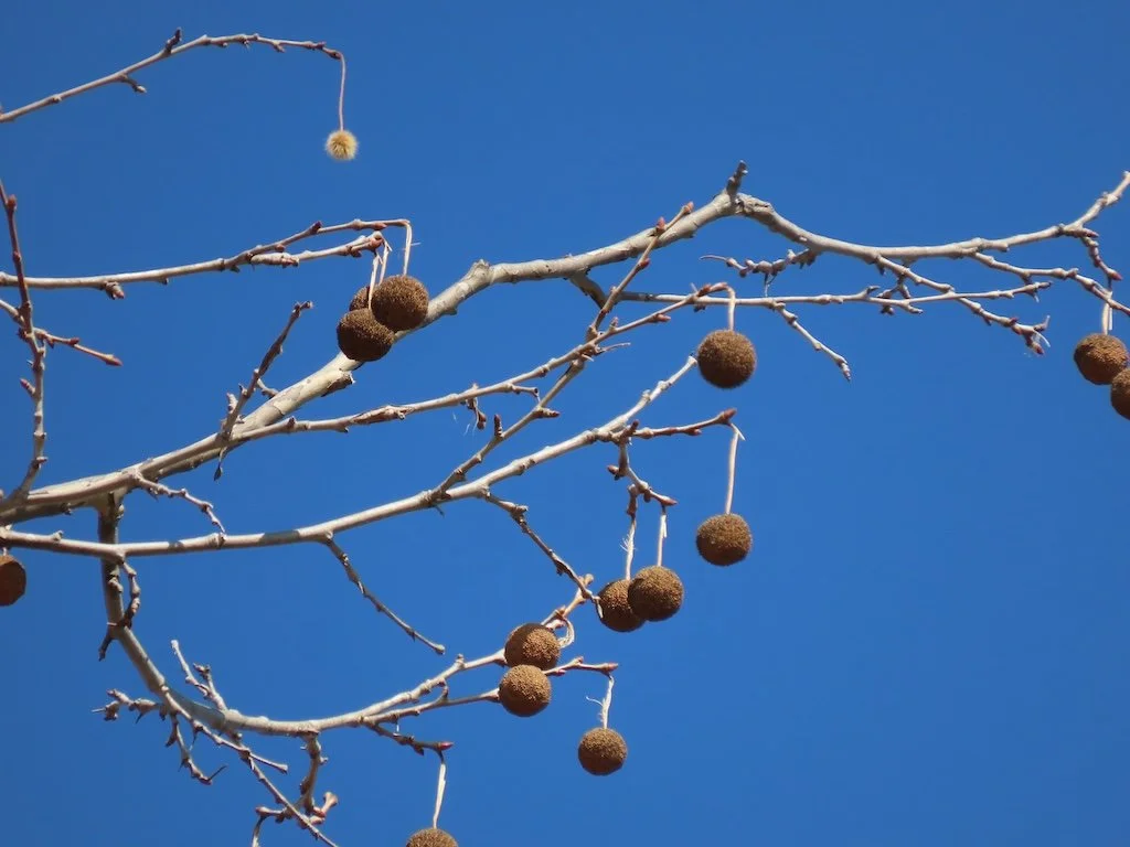 IMG_8177 2026 02.jPG