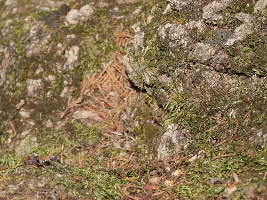 IMG_8187 2026 02.jPG