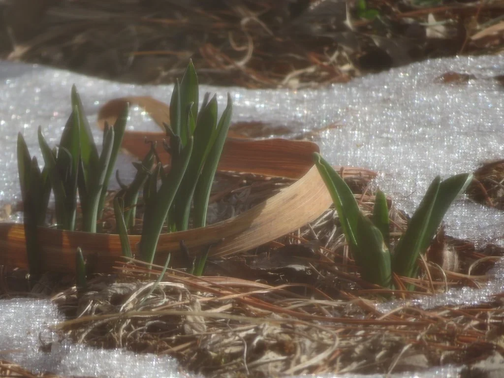 IMG_8920 2026 02.jPG