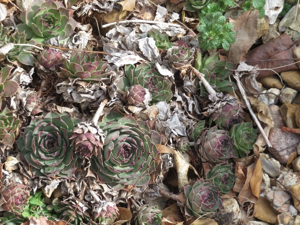 IMG_8933 2026 02.jPG