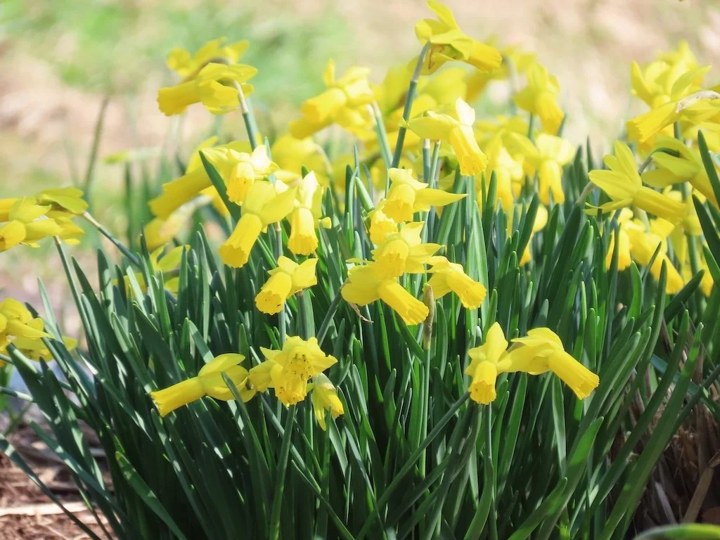 IMG_8499 2026 03.jPG