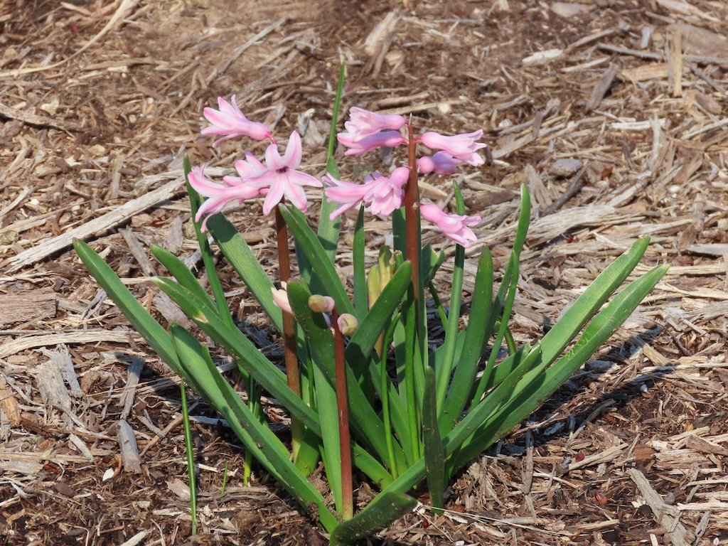 IMG_8505 2026 03.jPG