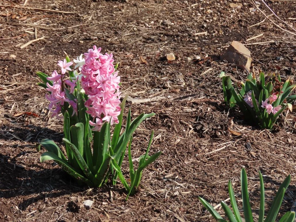 IMG_8508 2026 03.jPG