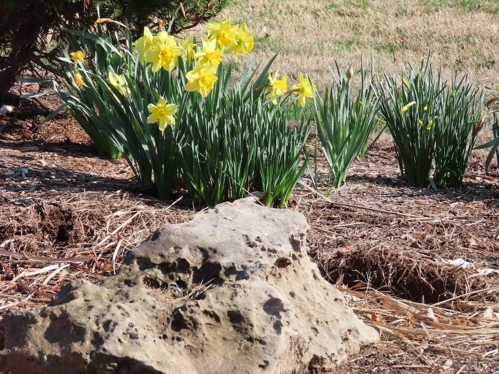 IMG_8509 2026 03.jPG