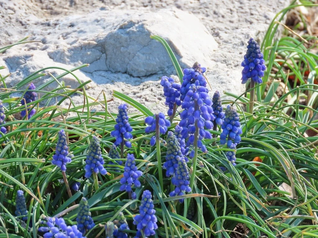 IMG_8517 2026 03.jPG