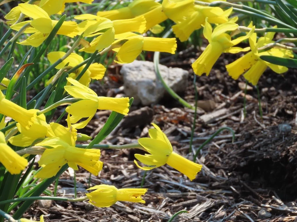 IMG_8521 2026 03.jPG