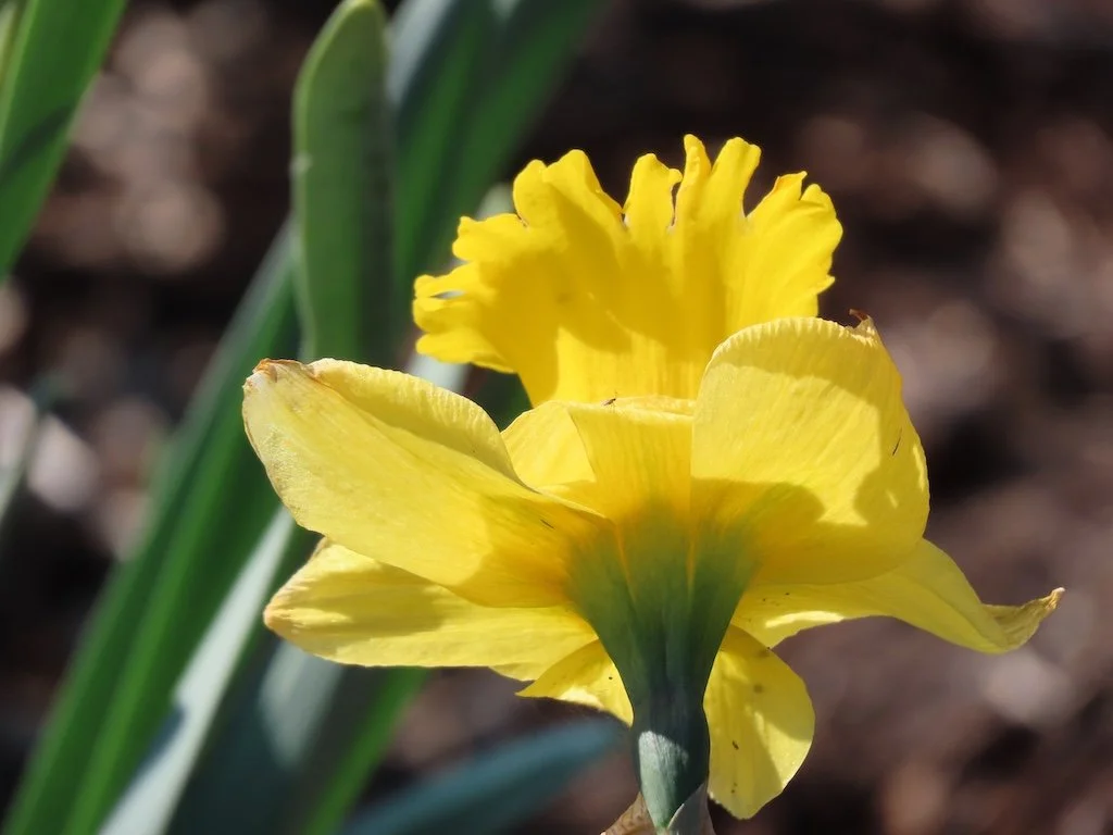 IMG_8527 2026 03.jPG