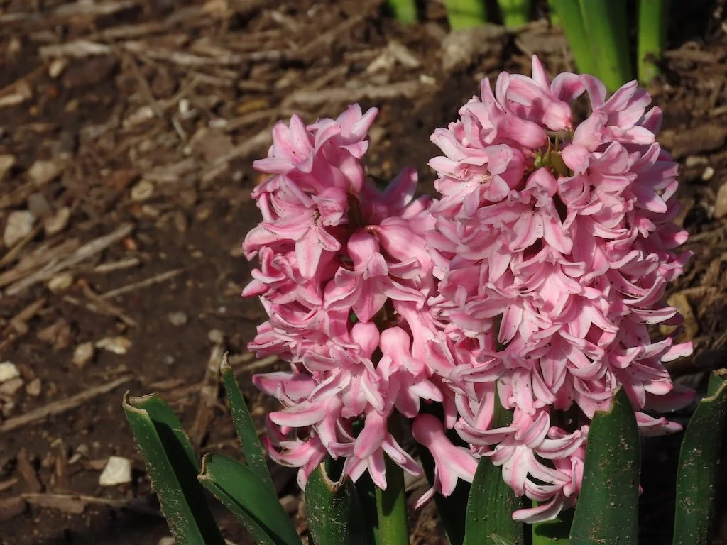 IMG_8529 2026 03.jPG