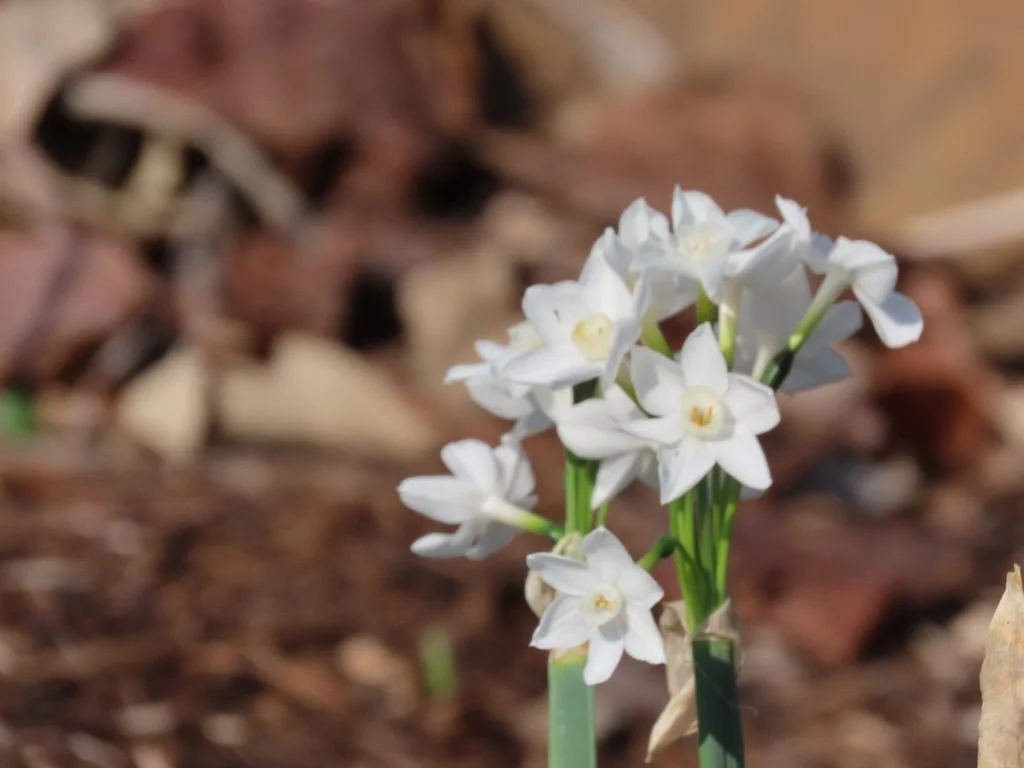 IMG_8596 2026 03.jPG