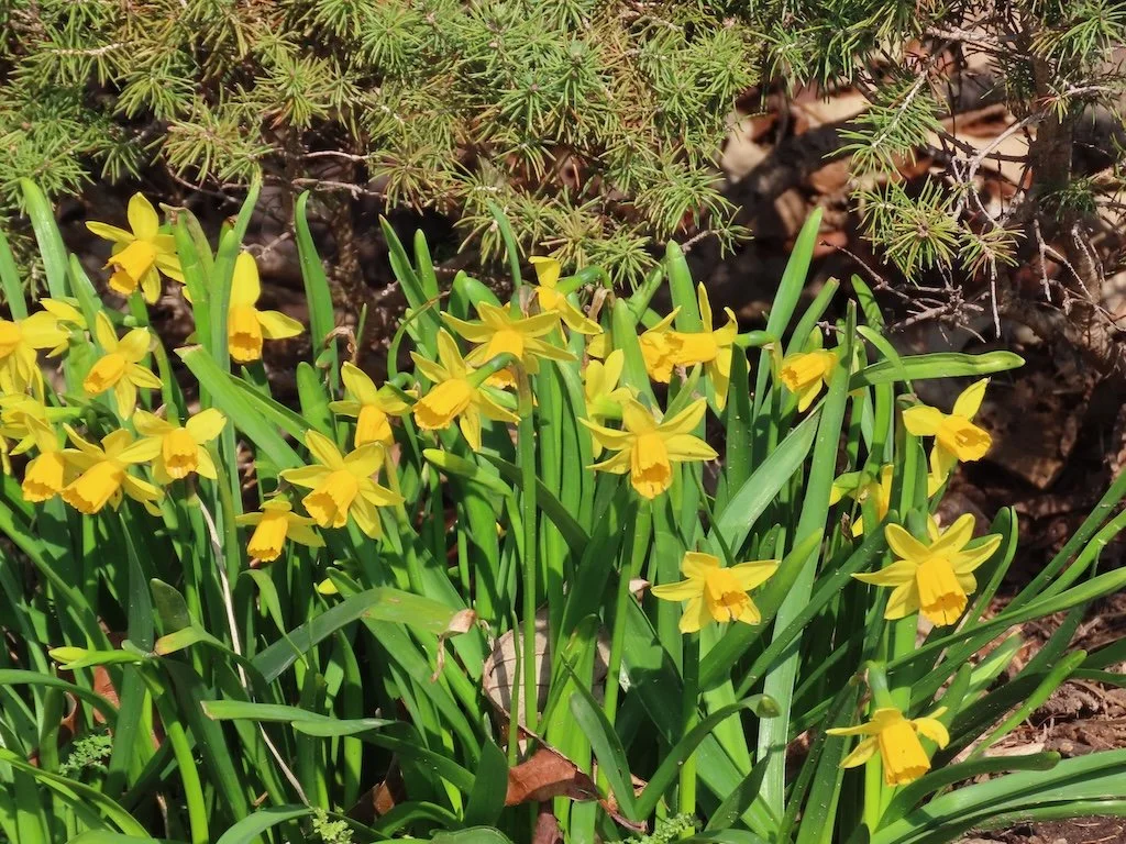 IMG_8600 2026 03.jPG