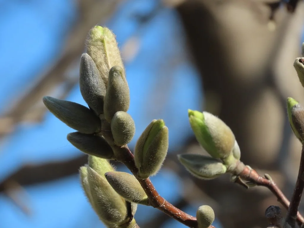 IMG_8515 2026 03.jPG