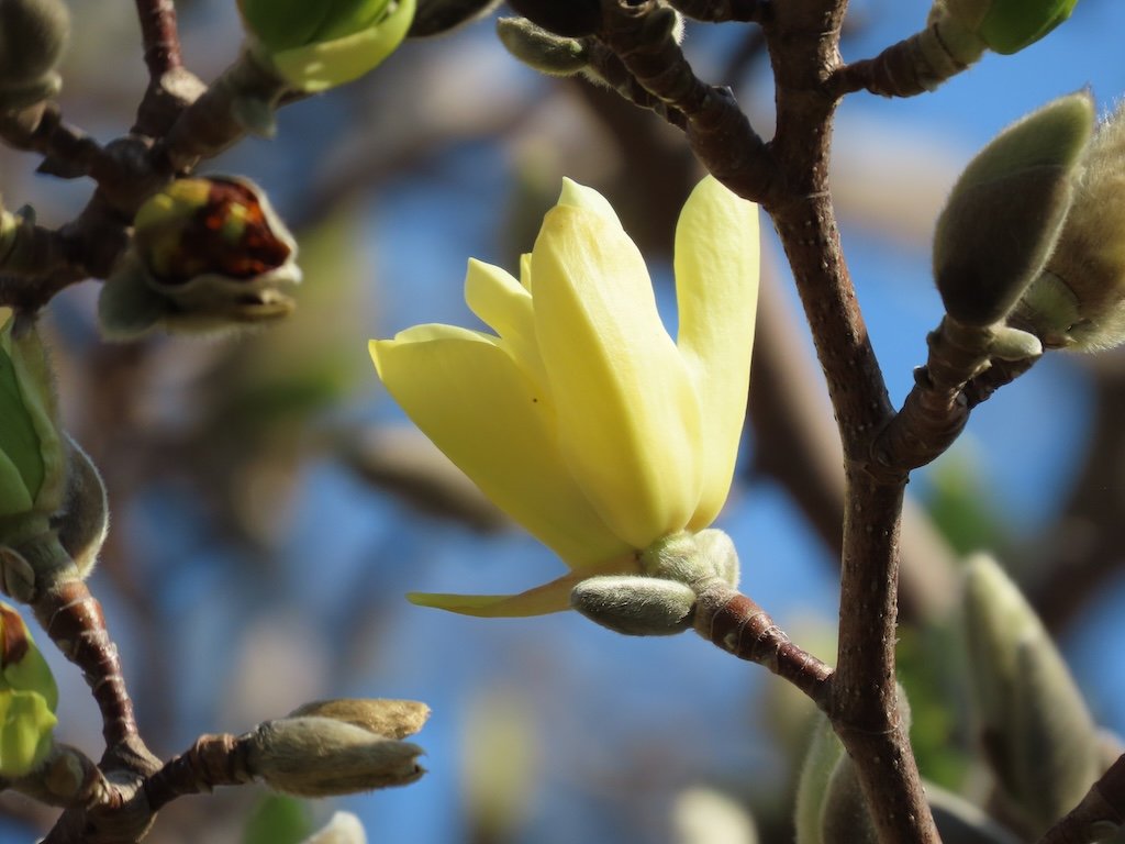 IMG_8524 2026 03.jPG