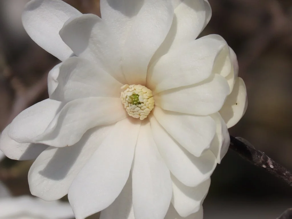 IMG_8537 2026 03.jPG