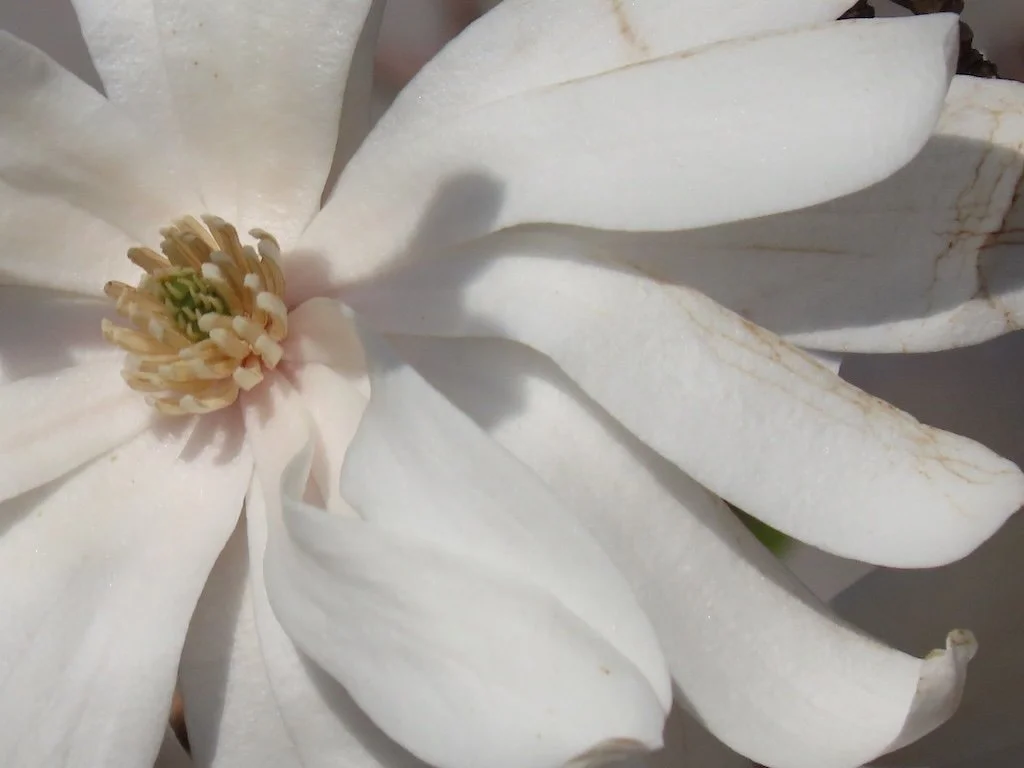 IMG_8540 2026 03.jPG