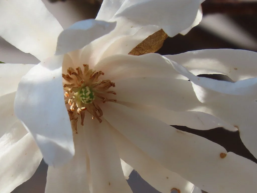 IMG_8543 2026 03.jPG