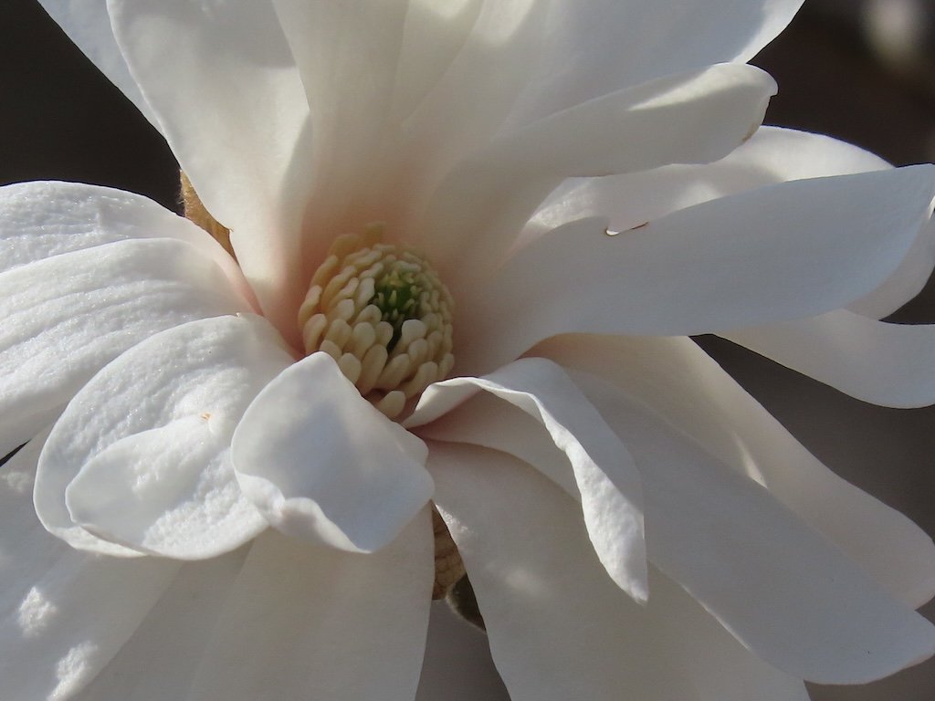 IMG_8554 2026 03.jPG