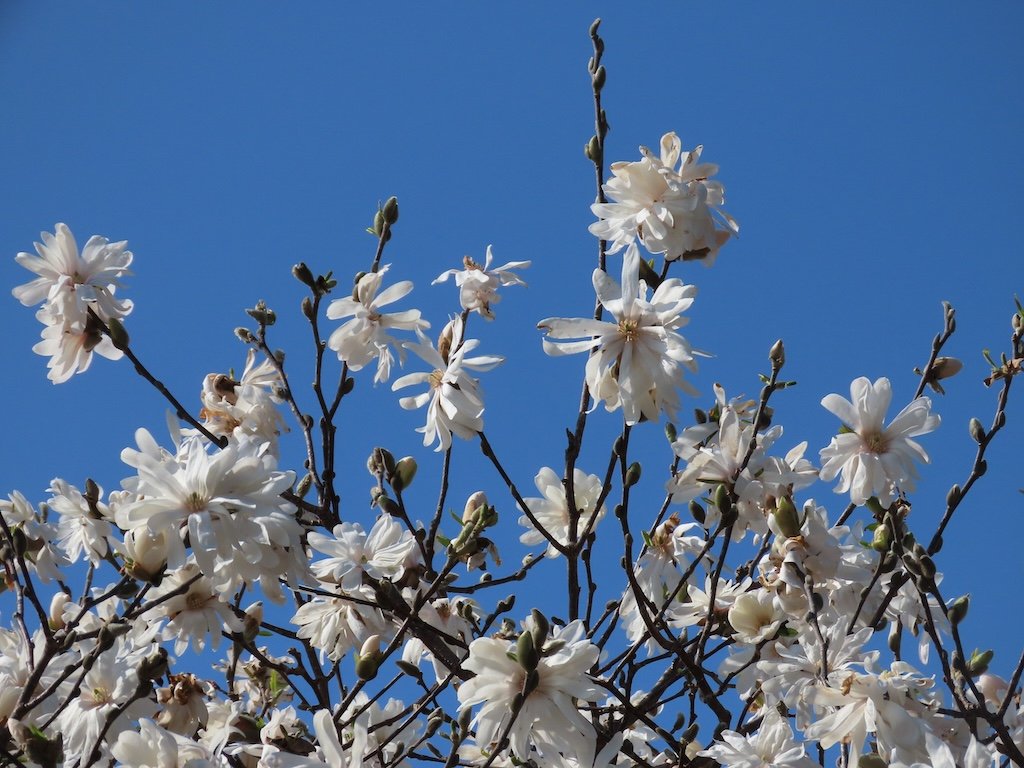 IMG_8573 2026 03.jPG