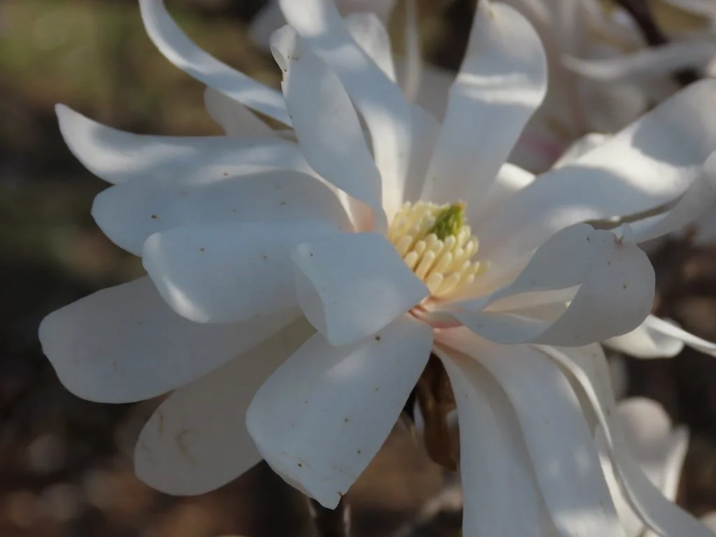 IMG_8658 2026 03.jPG