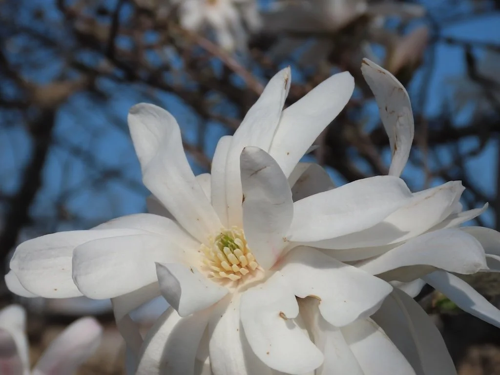 IMG_8661 2026 03.jPG