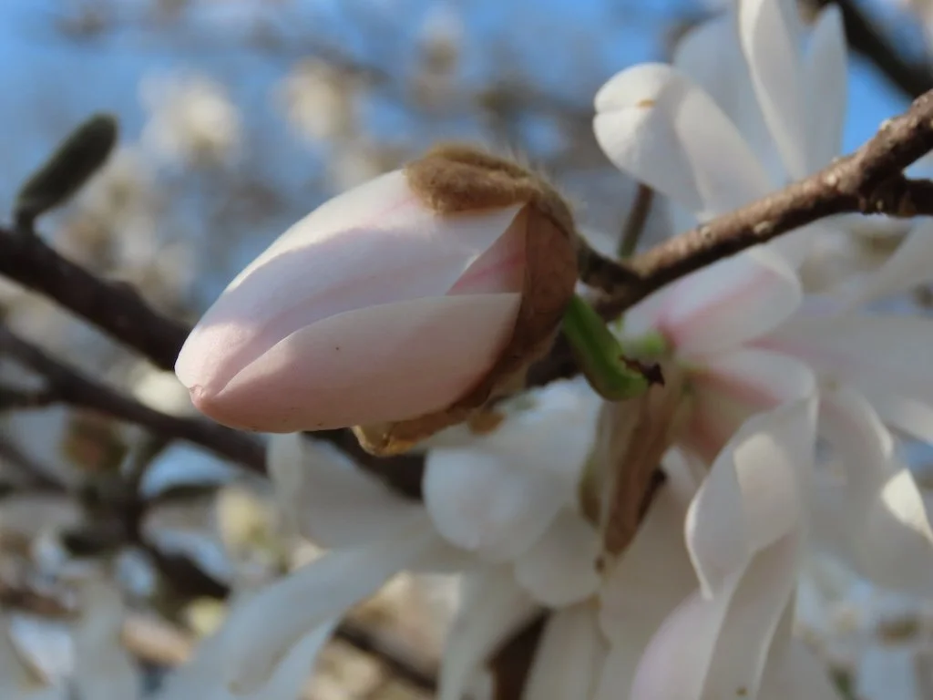 IMG_8667 2026 03.jPG