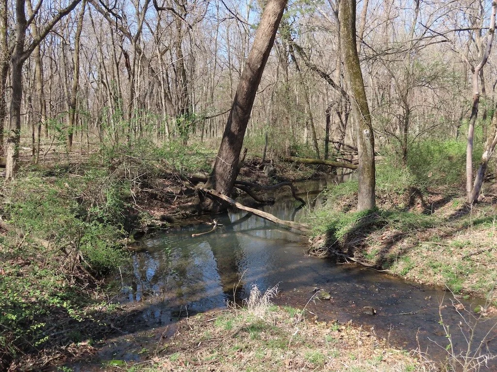 IMG_8694 2026 03.jPG