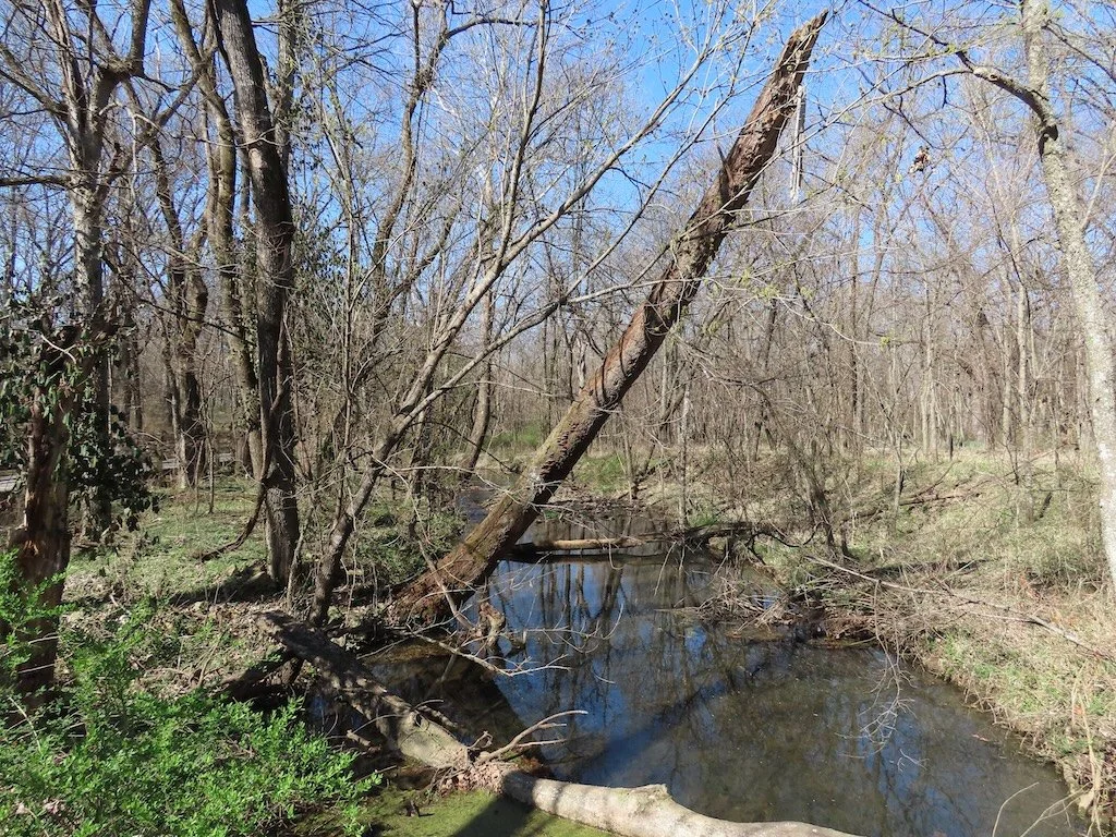 IMG_8700 2026 03.jPG