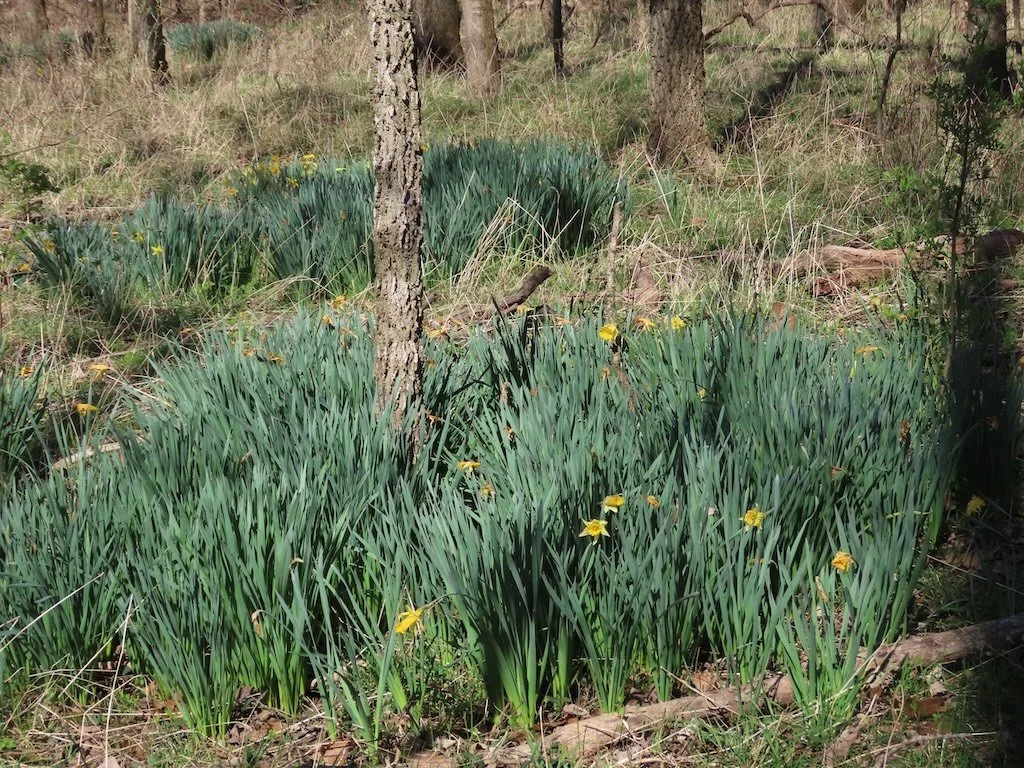 IMG_8707 2026 03.jPG