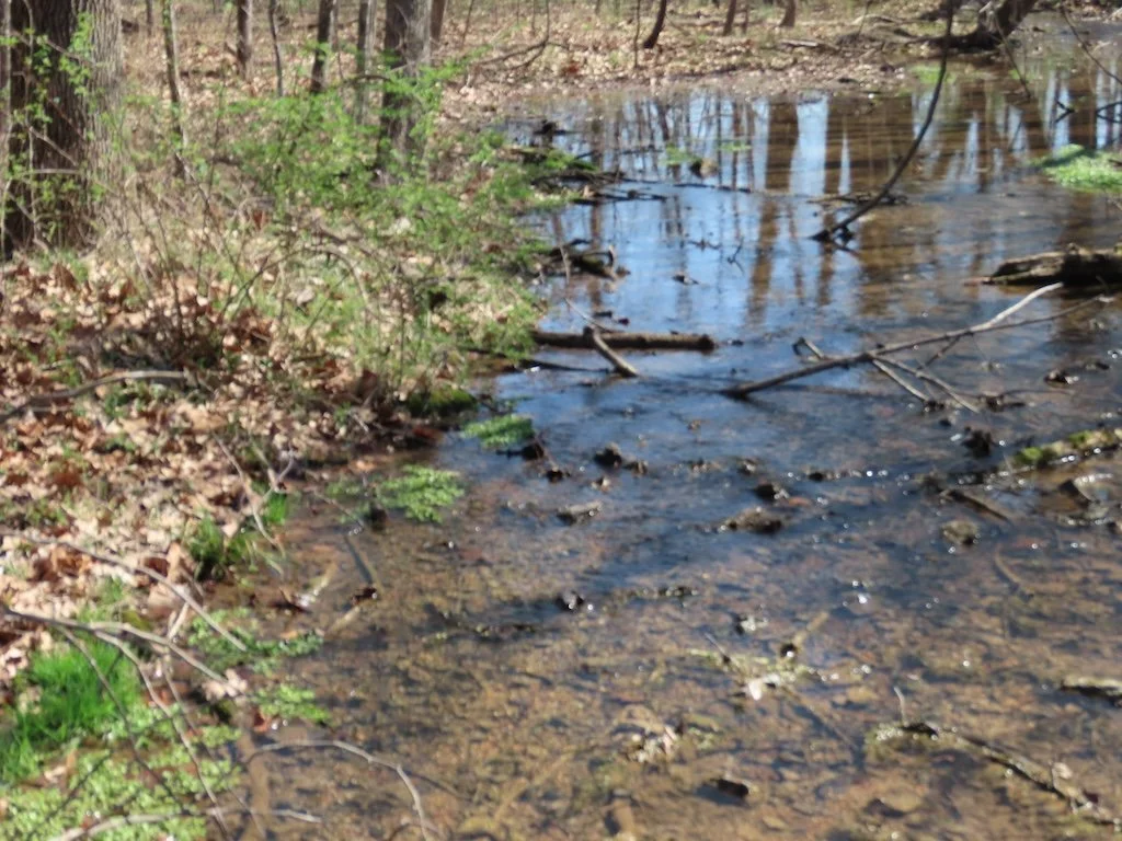 IMG_8741 2026 03.jPG