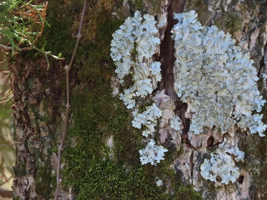 IMG_8770 2026 03.jPG