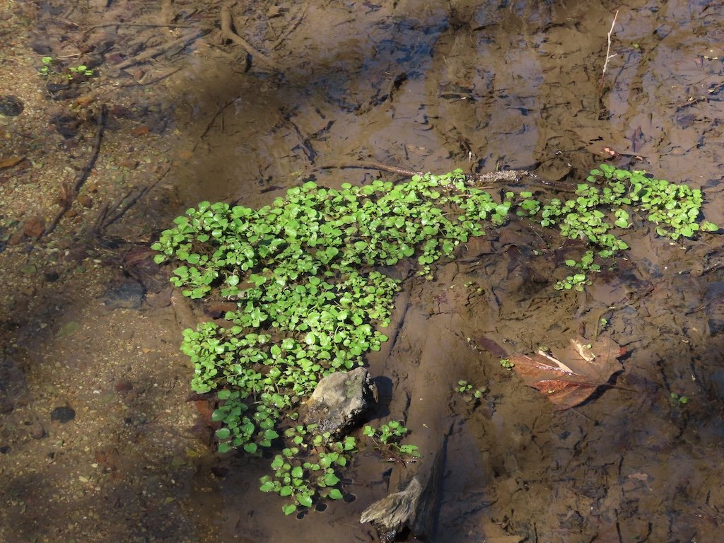 IMG_8776 2026 03.jPG