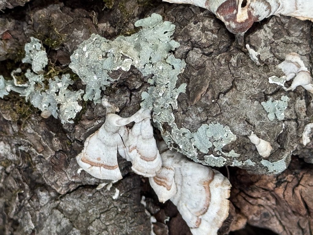 IMG_1619 2026 02.jpeg