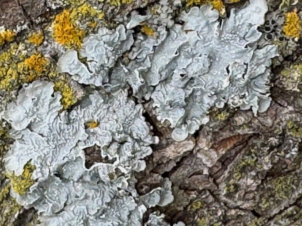 IMG_1538 2026 03.jpeg