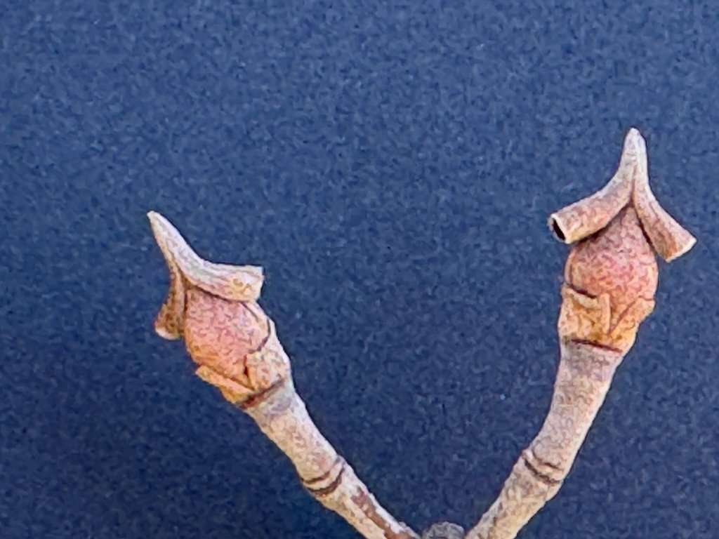 IMG_1583 2026 02.jpeg