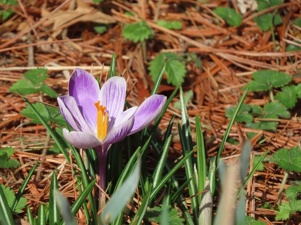 IMG_8430 2026 03.jPG