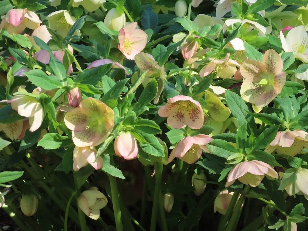 IMG_8487 2026 03.jPG