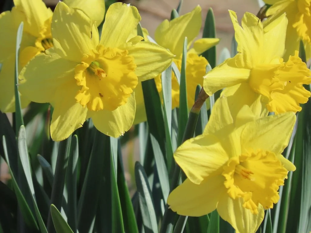 IMG_8510 2026 03.jPG