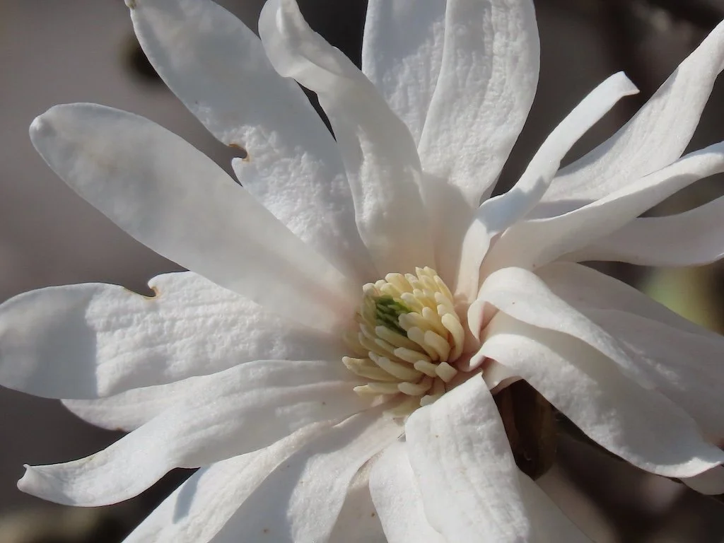 IMG_8548 2026 03.jPG